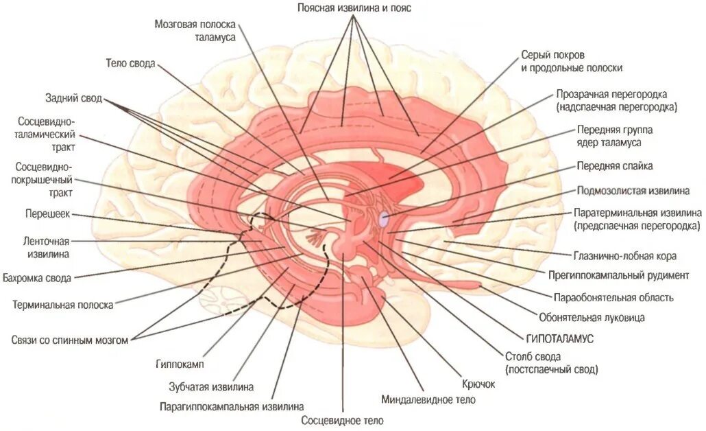 Свод функция. Структуры свода мозга. Структуры головного мозга свод. Свод мозга строение анатомия. Столбы свода головного мозга.