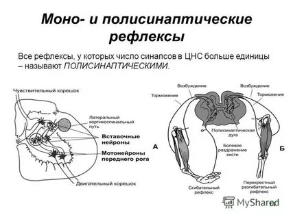 Что значит моно