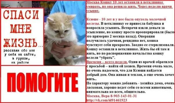 Ветеринар с кошкой. Эвтаназия кошки на дому. Кот в ветеринарной клинике. Советы котам. Усыпление кошек на дому.