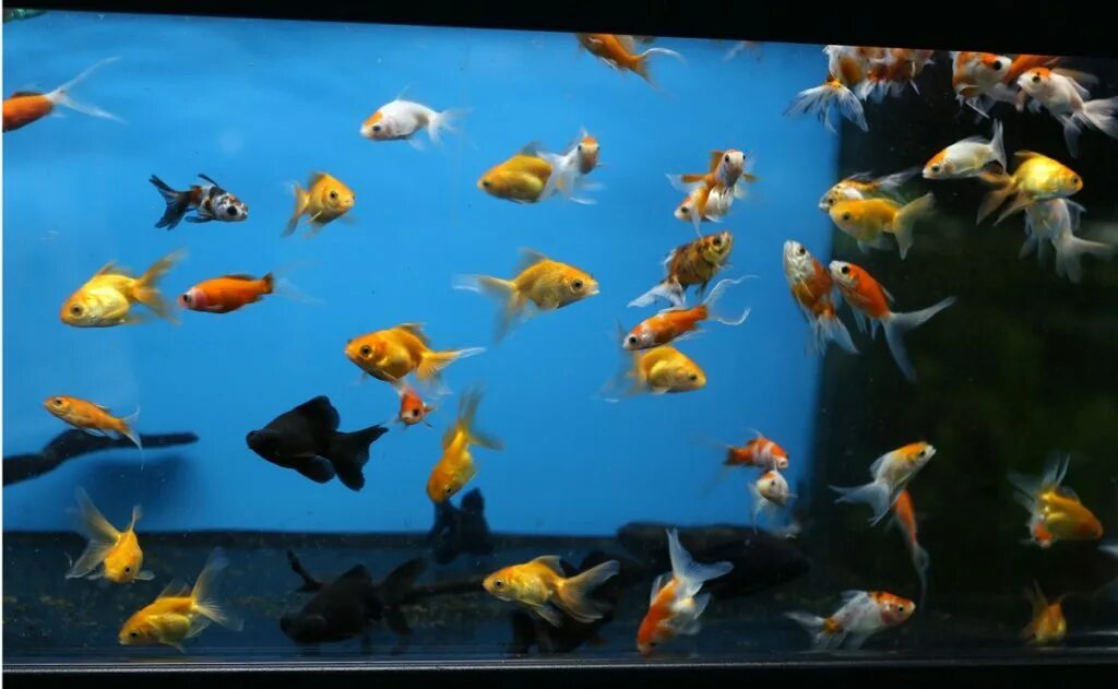 Каких рыбок выбрать. Рыбки стайки аквариумные. Много разных рыб. Много рыбок в аквариуме. Стайка рыб в аквариуме.
