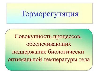 Терморегуляция животных