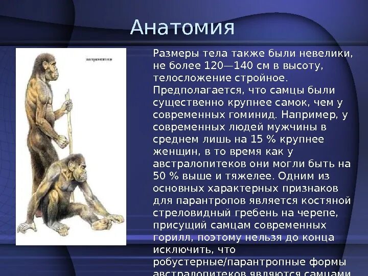 Австралопитеки сообщение. Австралопитек характеристика. австралопитек презентация. образ жизни австралопитеков таблица. презентация на тему австралопитеки.