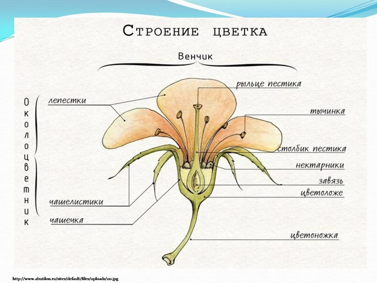 Целое часть биология. Схема строения цветка покрытосеменных. Строение растения тычинка пестик. Строение цветка растения 6 класс биология. Строение цветка схема венчик.