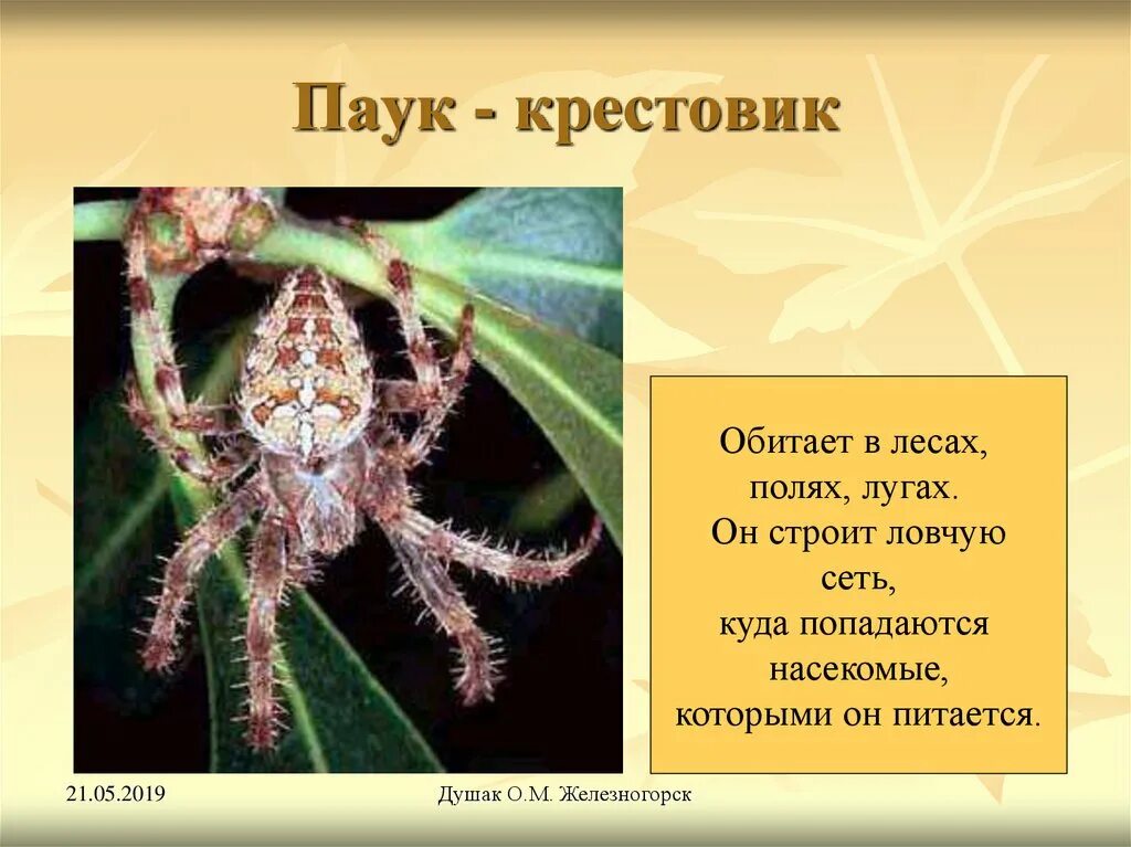 Питание паука крестовика. Паук крестовик размножение. Паук крестовик описание 2 класс. Паук крестовик самка.