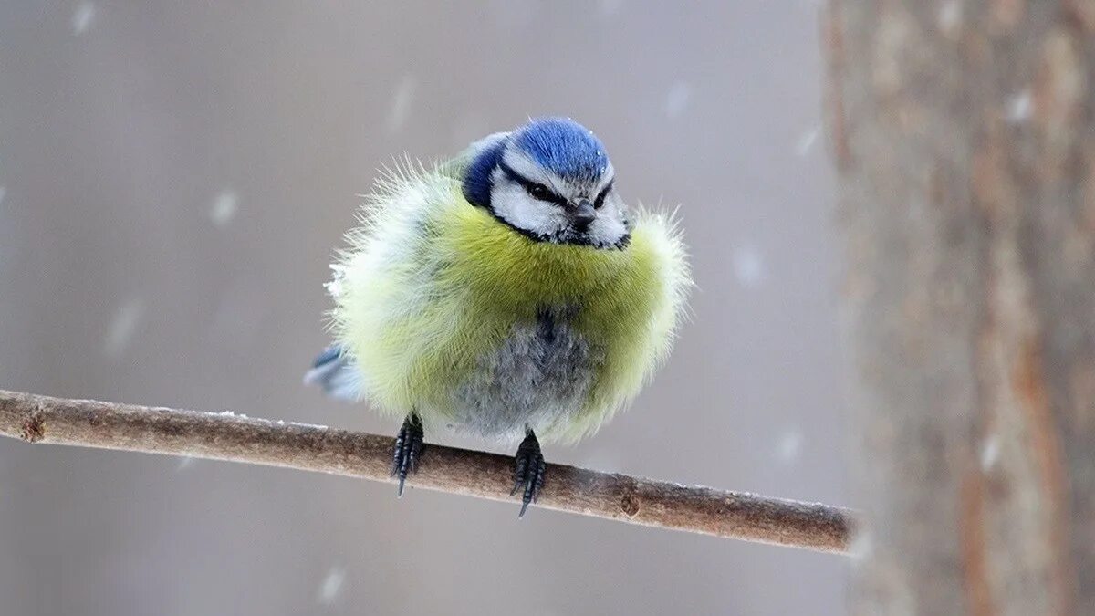 Почему птицы нахохливаются. Синичка лазоревка. Синица голубая лазоревка. Синица лазоревка зимой. Птенец синицы лазоревки.