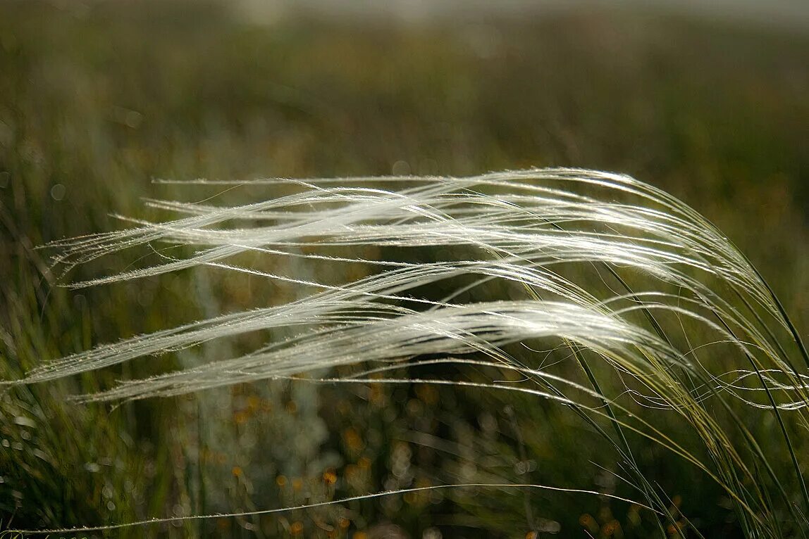 Ковыль (Stipa). Ковыль перистый. Ковыль Степной Крымский. Ковыль перистый (Stipa pennata). Ковила дзен