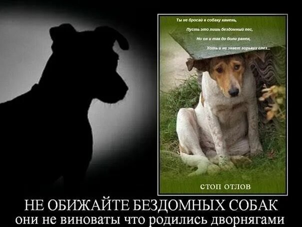 Собаки хорошие или плохие. Люди которые обижают животных. цитаты о брошенных собаках. собаки лучше людей. не обижайте бездомных животных.