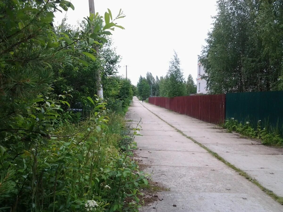 Лесное мшинская. Мшинское садоводство. Мшинская зимний дом. Мшинское садоводство. Лесное мшинская.