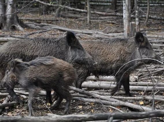Охотхозяйство лесные горки калужская область. Калужское охотхозяйство. Калужское охотхозяйство. Охота на уток. Весенняя охота.