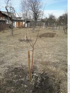 Двухлетний саженец