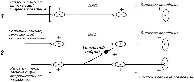 Угасание рефлексов. Торможение условных рефлексов схема. Схема развития внешнего торможения рис 308. Схема развития внешнего торможения. Механизм внешнего торможения условного рефлекса.