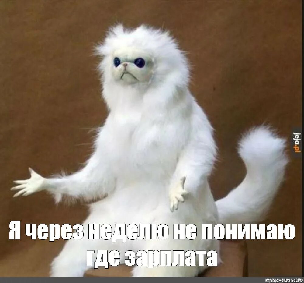 Белые мем. Белый зверек мем. чучело кота. белый кот мем. белая обезьяна мем.