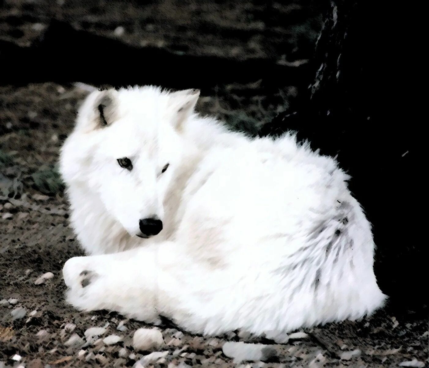 Белый Полярный волк. Волчица альбинос. Волчонок альбинос. Койот альбинос.