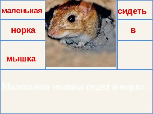 Кот сидел у норки мыши. Мышка в норке. Маленький грызун в норке. Мышка спряталась под. Корку мышка спряталась.