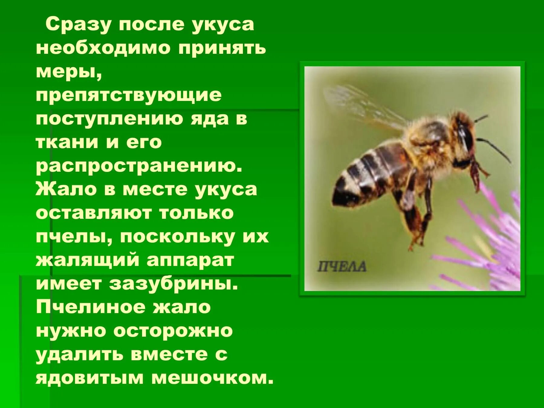 Укусы насекомых и защита от них обж. Презентация на тему укусы насекомых. Пчелы опасные для человека.