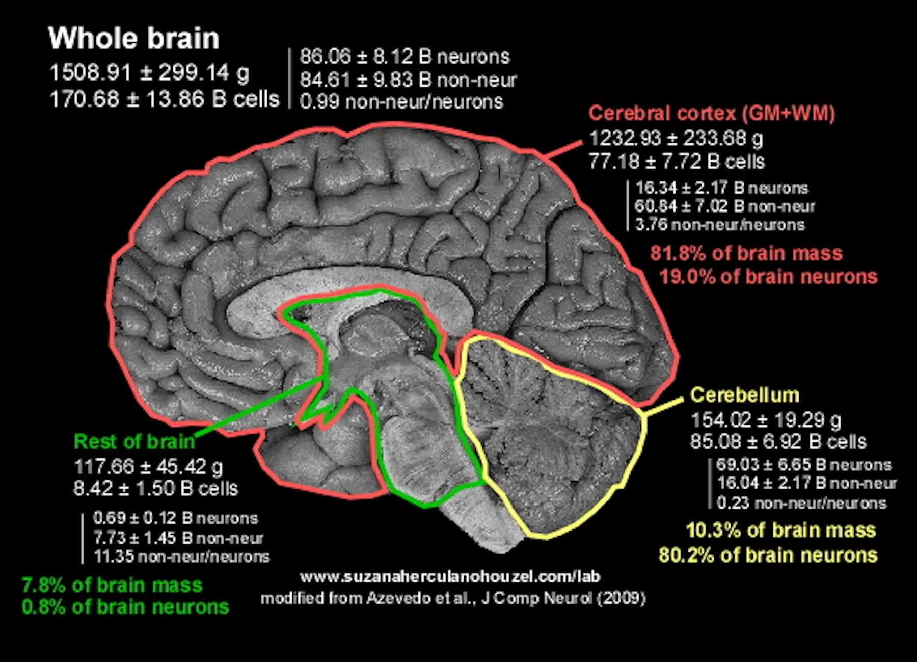 Префронтальной коры мозга. Human Brain neuron. Cerebral Cortex layers. Сколько мозговых клеток у человека.