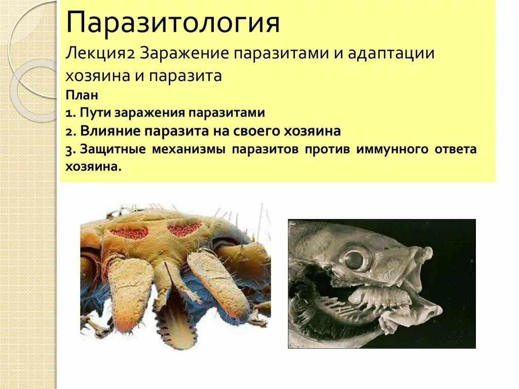 Паразитология презентация. Паразит это в паразитологии. Способы заражения паразитология. Паразитические организмы группа