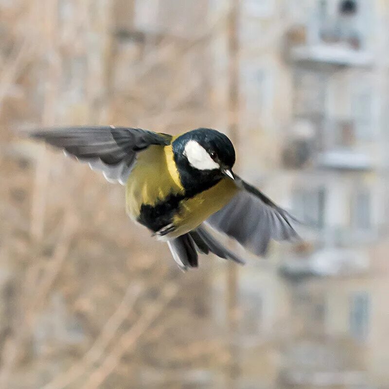 синица лазоревка в полете. дохлая синица. синичка. мертвая синичка. синичка лазоревка.