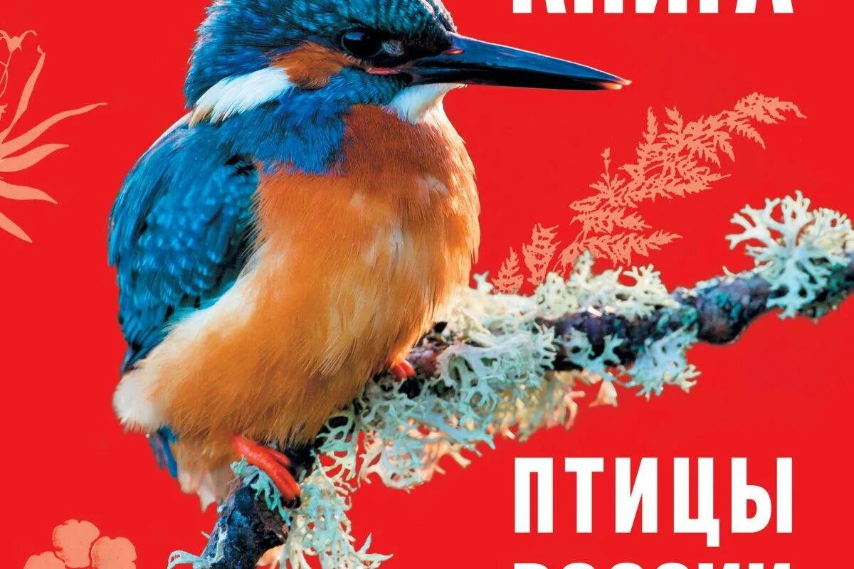 Красная книга список птиц. Птицы красной книги России. Птицыкраснной книги России. Красная птица. Коасная книга птицы Росси.