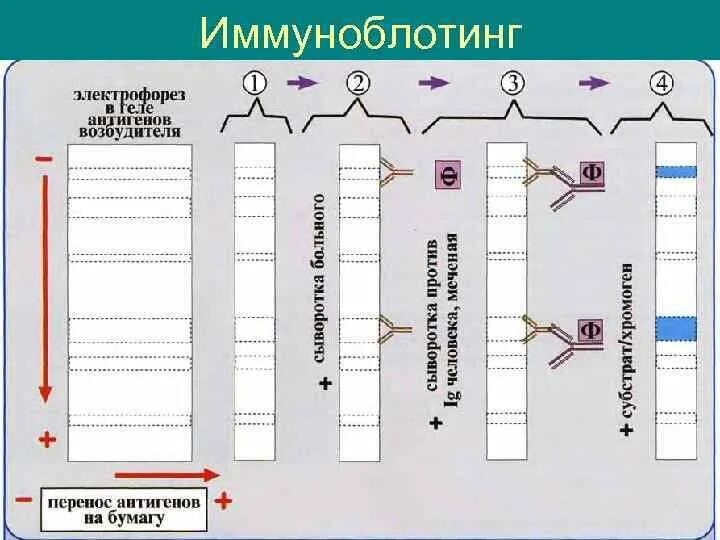 Иммунный блоттинг. Иммунный блоттинг микробиология. Принцип реакции иммуноблоттинга. Иммунный блоттинг принцип. Иммунный Блот схема.