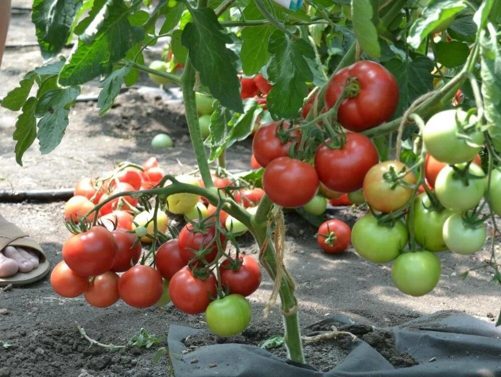 Самые урожайные томаты подмосковья. Томат Мерхаба f1. Томат Бокеле f1. Сорт помидор Бокеле. Томат Скиф.