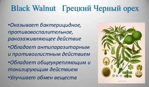 Черный орех польза
