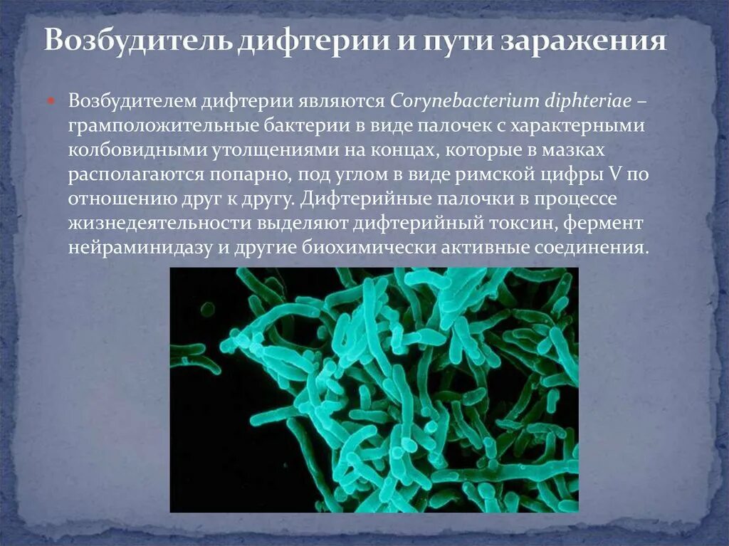 Заболевания вызванные различными бактериями. Дифтерия возбудитель бактерия. Возбудитель дифтерии палочка Леффлера. Коринобактерия дифтерия. Коринебактерии дифтерии микробиология.