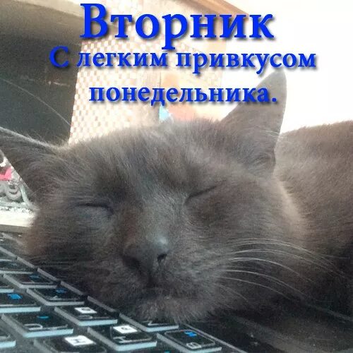 приколы про вторник в картинках. статусы про вторник прикольные. открытки с добрым утром вторника. смешно про вторник. вторник картинки смешные.