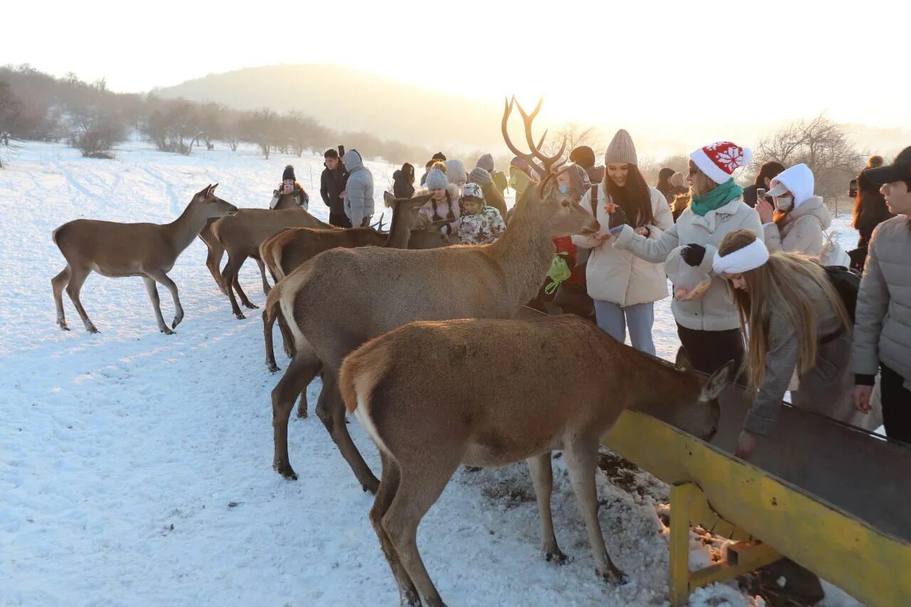 оленья ферма самара. экскурсия к оленям. ферма северный олень анциферово. красная поляна олений парк. экскурсия к оленям.
