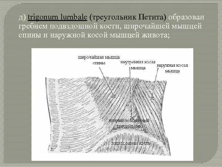 Какое анатомическое образование является дном trigonum lumbale. Пространство лесгафта грюнфельда. поясничный треугольник trigonum lumbale. треугольник пти топография. поясничный треугольник (петитов треугольник).