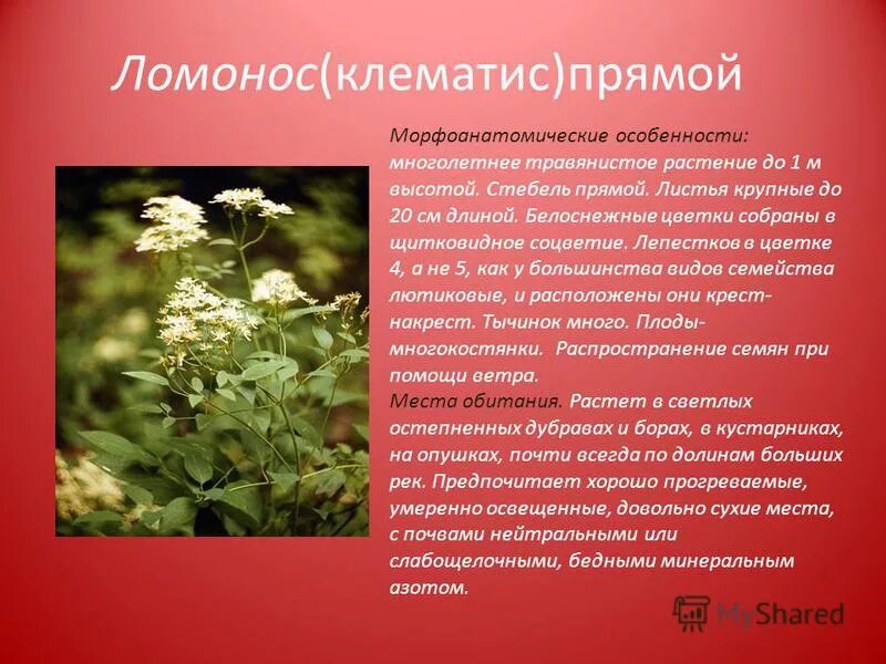 Клематис маньчжурский листья. 19 ноября 1711 михаил васильевич ломоносов. Кратко содержания ломонос. Клематис recta. Кратко содержания ломонос.