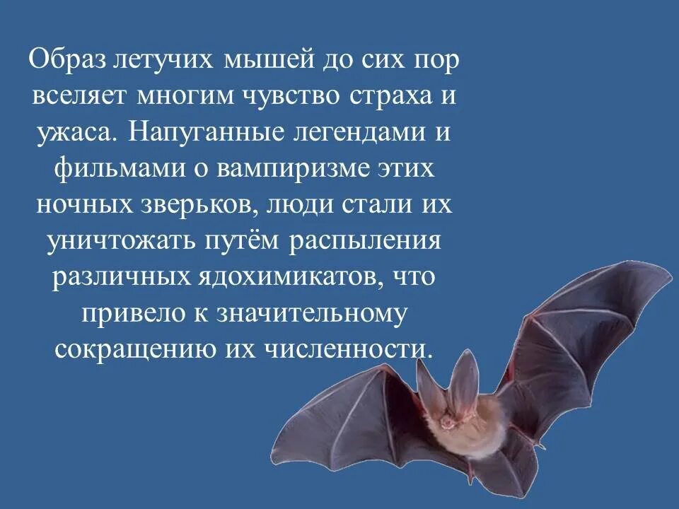 Международная ночь летучих мышей 20 сентября. Летучая мышь ночью.