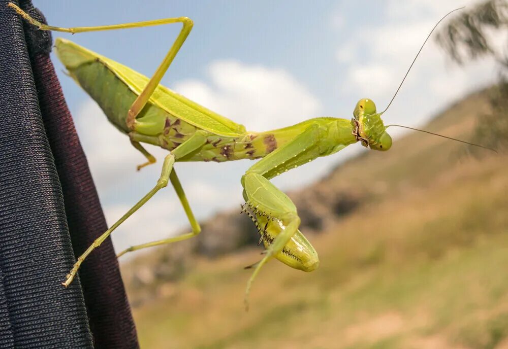 Богомол обыкновенный (Mantis religiosa). Богомол обыкновенный Mantis religiosa Белгородская область. Ухо богомола. Ноги богомола. Природа богомол