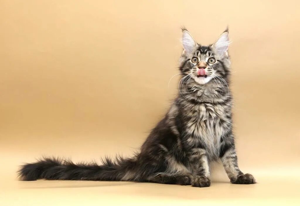 Котенок мейн кун в нижнем тагиле. Мейн-кун. камышовый мейн кун. котики мейн куны. мейн кун s22.