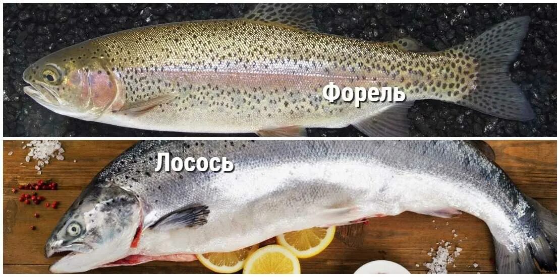 Отличия кумжа форель семга лосось. Форель чавыча. Чавыча форель лосось отличия. Лососевая форель кумжа.