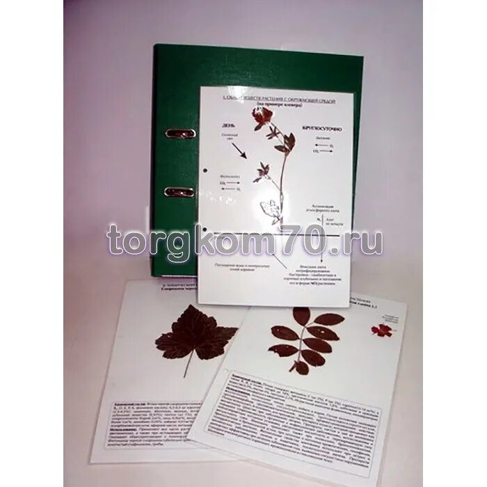 Этапы возникновения жизни. Биология 20 век. Биология 20. ) формат а-4. Биология 20.