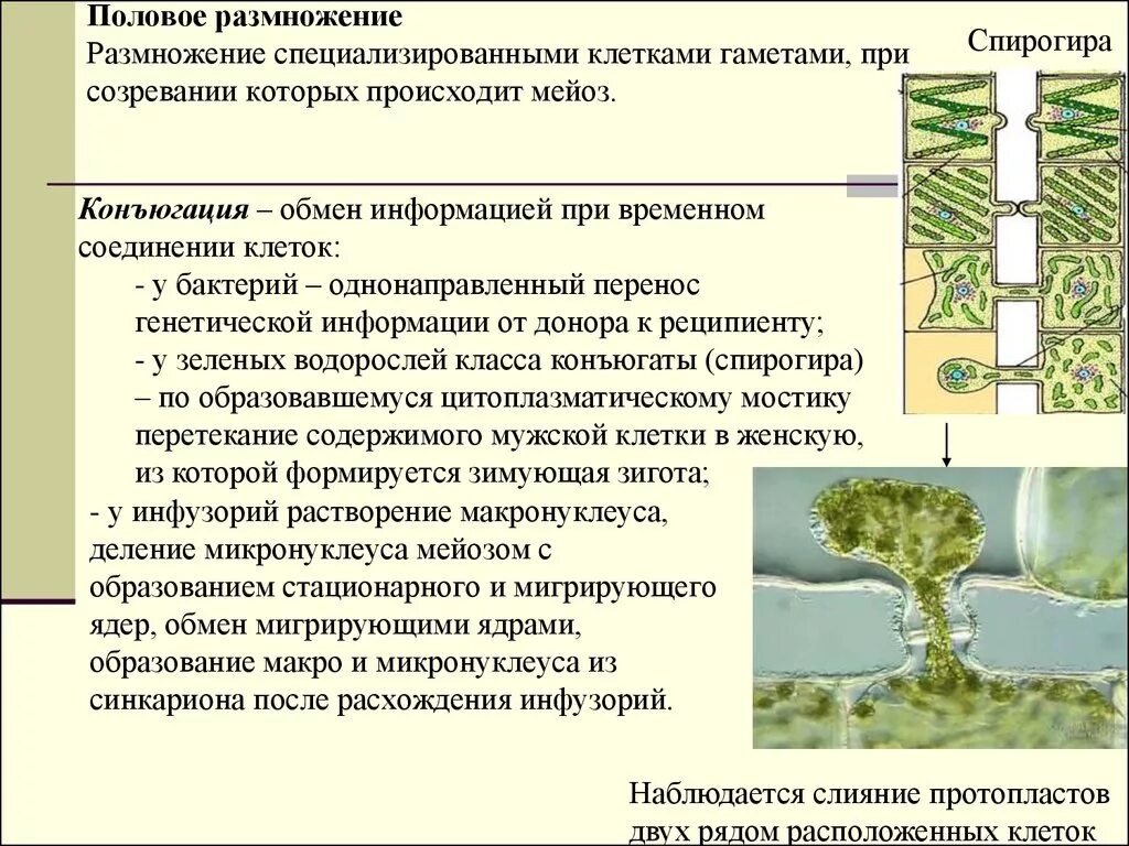 Размножение осуществляемое путем слияния гамет. Размножение специализированными клетками. Способы размножения клеток. Размножение с образованием специализированных клеток- гамет. Половое размножение клетки.