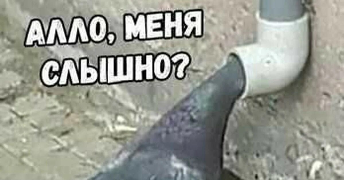 Кот говорит але