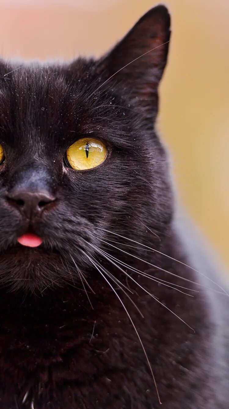 Порода черной кошки с желтыми глазами. Бомбейская кошка черно белая. Чёрные коты с жёлтыми глазами. Черный кот с желтыми глазами. Черная кошка с желтыми глазами.