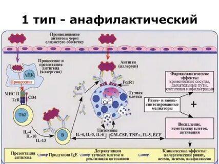 Иммунно аллергическая реакция
