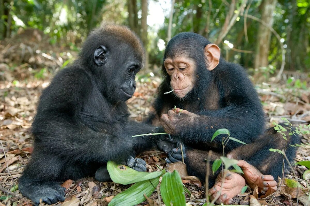 Обезьяны 1 класс. Горилла и шимпанзе. Горилла и орангутанг. Шимпанзе человекообразные обезьяны. Обезьяны шимпанзе и гориллы.