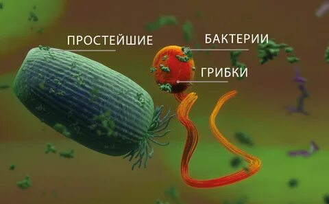 Какие функции выполняют микроорганизмы в рубце жвачных