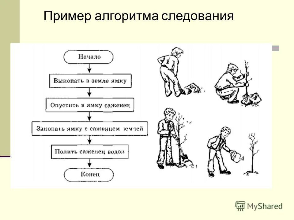 Блок схема линейного алгоритма пример из жизни. Схема линейного алгоритма пример. Линейный алгоритм посадки дерева. Блок схема алгоритма посадки дерева.