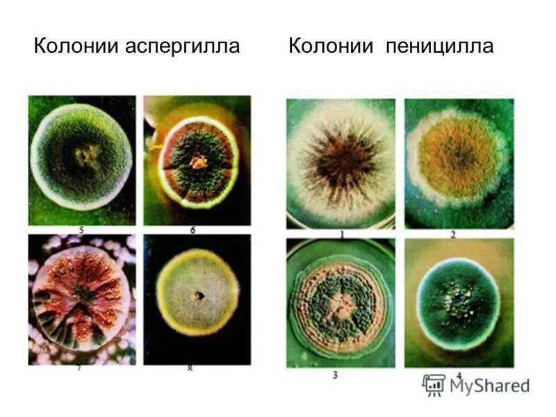 Грибы особая группа организмов