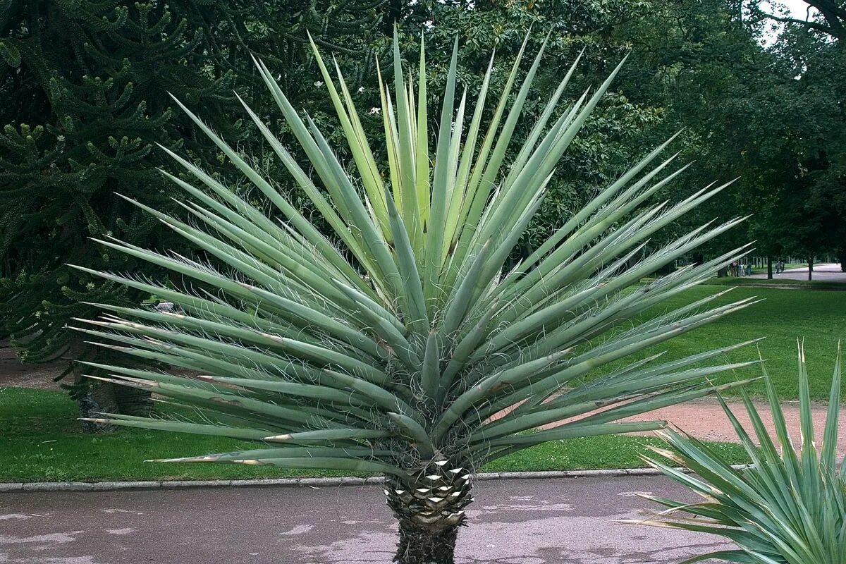 Юкка на вкус. Юкка алоэлистная. юкка отвороченнолистная (yucca recurvifolia). юкка ягодная банановая. yucca baccata.