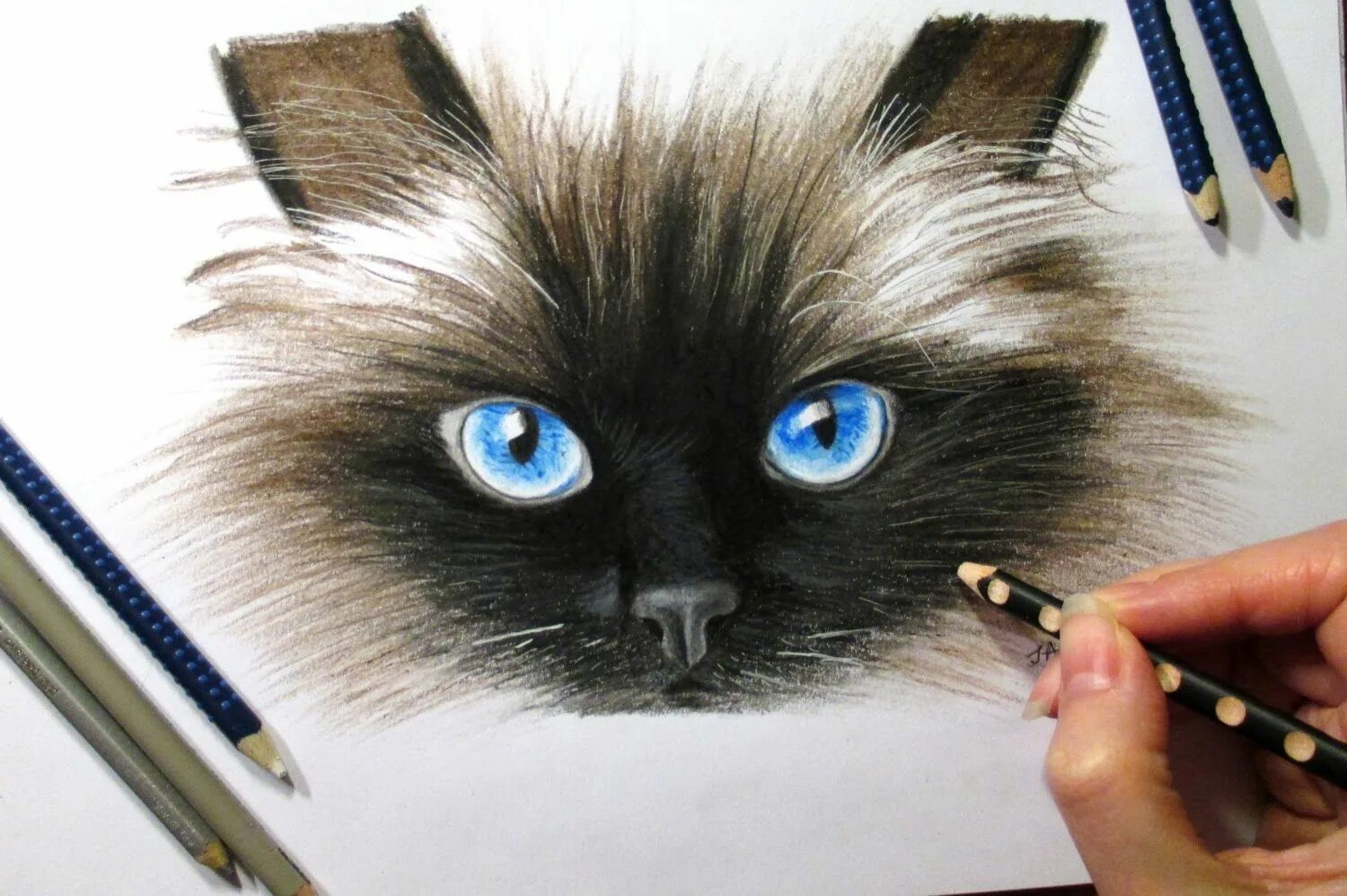 Кошка цветными карандашами. Котик цветными карандашами. Кот цветными карандашами реалистично. Кошки рисунки карандашом цветными.
