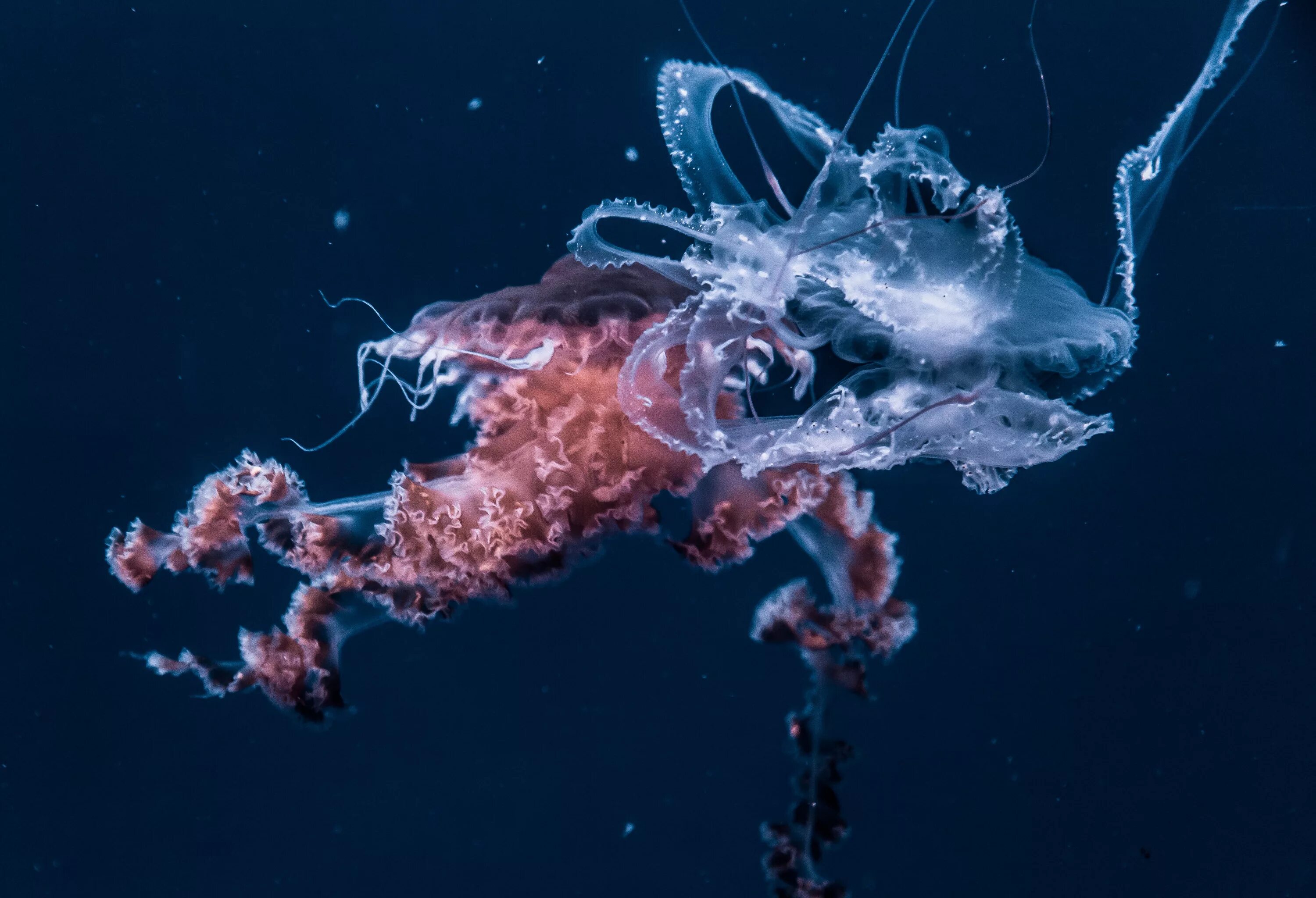 Группа морских организмов обитающих на дне океана. Глубоководные морские обитатели. Подводные животные океана. Обитатели глубин океана. Морские обитатели медуза.