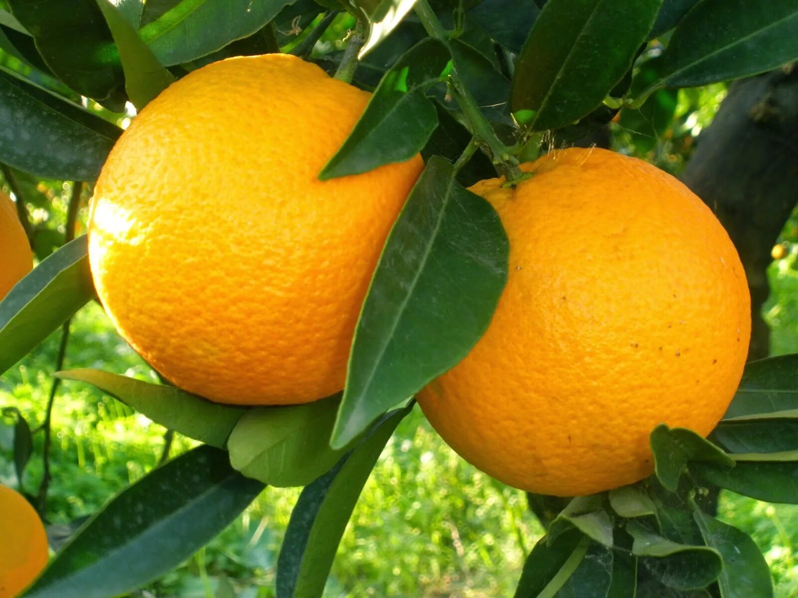 Two oranges. Апельсин (Citrus sinensis). Цитрус апельсин (Аранция). Citrus sinensis Arancio. 2. Апельсин Citrus sinensis.