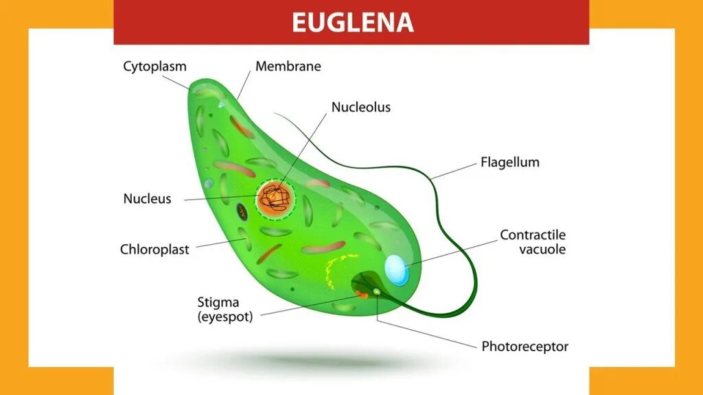 Хлоропласты жгутики. Эвглена зеленая строение 7. Эвглена зеленая строение. Нарисовать строение эвглены зеленой. Эвглена зеленая строение мембрана.