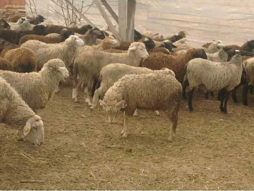 Продам овец живым весом. Овцы курдючные эдильбаевские. Продам овец живым весом. Бараны мясной породы. Курдючная овечка.